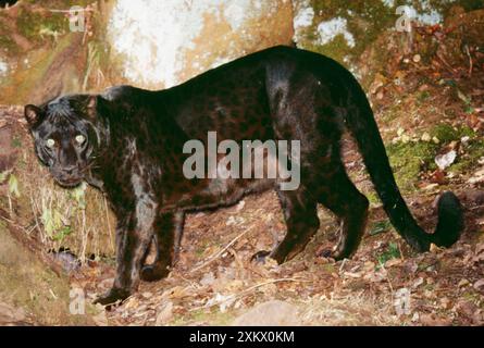 SCHWARZER LEOPARD - Seite an Stockfoto