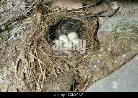 Grauer Wagtail - Nest mit Eiern Stockfoto