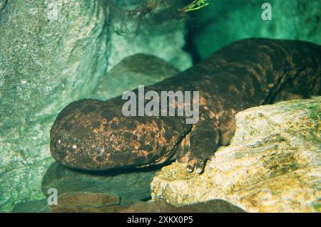 Japanischer RIESENSALAMANDER Stockfoto