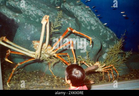 Riesige japanische SPINNENKRABBE - WorldÕs größter Arthropode Stockfoto