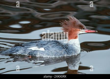 Rotbrüste Merganserente - weiblich, wild Stockfoto