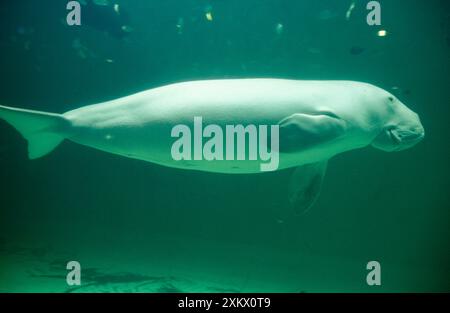 Dugong - Schwimmen mit seitlichem Blick Stockfoto