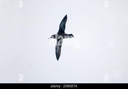 Ruß-SHEARWATER - im Flug Stockfoto