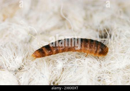 Zweifleckiger Teppich / MUSEUMSKÄFER - Larven, Fütterung Stockfoto