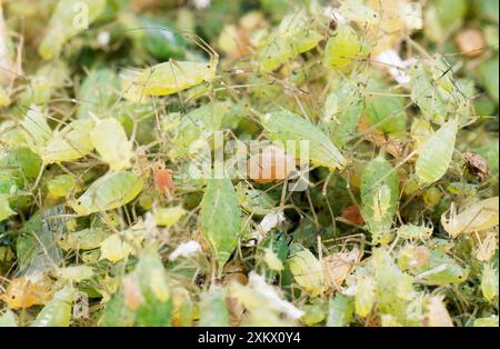 Grünfliege / ERBSENBLATTLÄUSE - riesiger Schwarm Stockfoto