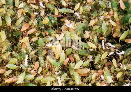 ERBSENBLATTLÄUSE / Greenfly - riesiger Schwarm Stockfoto