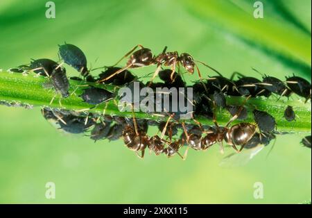 Schwarze AMEISEN - die sich um schwarze Blattläuse kümmern Stockfoto