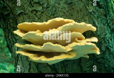 Schwefelpolypore / Hühner des Waldes PILZE Stockfoto