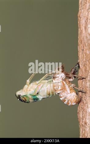 CICADA - Erwachsener, der aus der Nymphalhaut auftaucht, abfällt Stockfoto