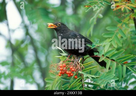 Blackbird - männliche Fütterung von Vogelbeeren Stockfoto