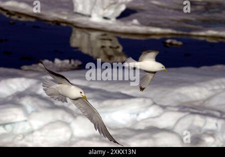 Kittiwakes - im Flug über Eis Stockfoto