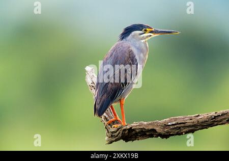 Grüner/gestreifter REIHER - auf Ast Stockfoto