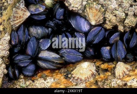 MIESMUSCHELN und Lumpen in Felsspalten Stockfoto