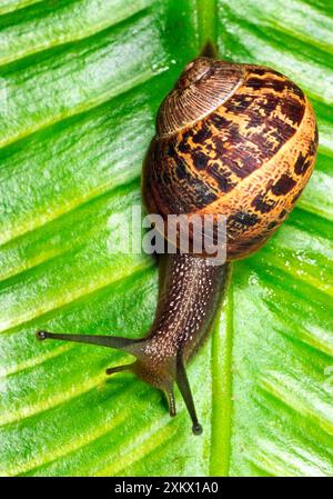 Gewöhnliche GARTENSCHNECKE - kriechen über Farnblatt Stockfoto