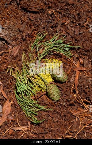 RIESENMAMMUTBAUM / Wellingtonia / Sierra / Riesenmammutbaum Stockfoto