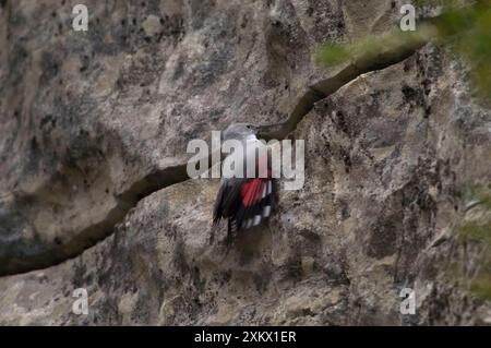 Wandkriechgang – weiblich Stockfoto