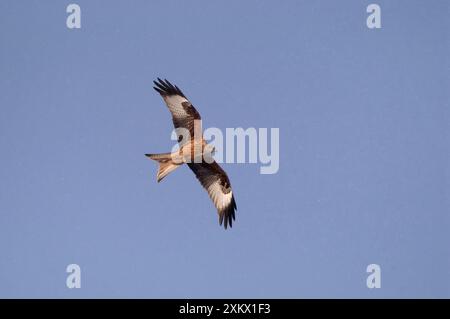 Red Kite fliegt im Schnee Stockfoto