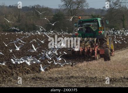 MÖWEN (meist schwarzköpfig im Wintergefieder) Stockfoto