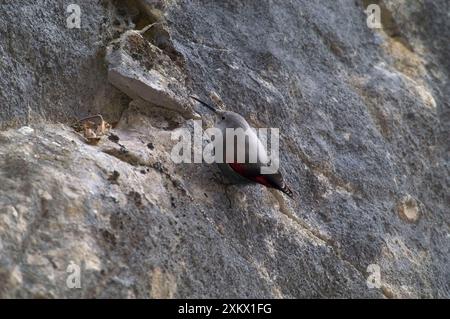 Wandkriechgang – weiblich Stockfoto