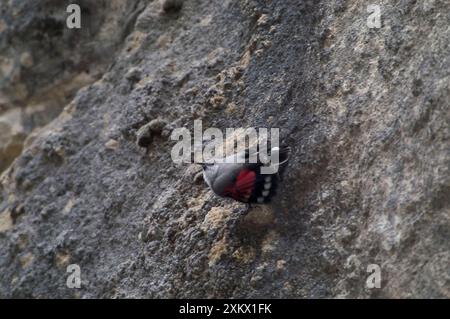 Wandkriechgang – weiblich Stockfoto