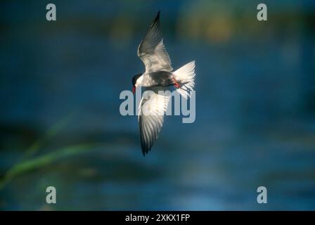 Plumaged Whiskered Tern - Erwachsener im Flug Stockfoto