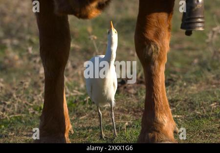 Rinderreiher - Insekten von Rindern sammeln, November Stockfoto