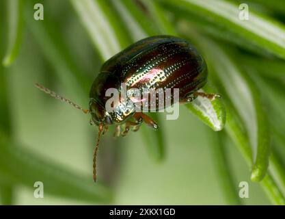 Erwachsener ROSMARINKÄFER - auf Rosmarinblatt. Stockfoto