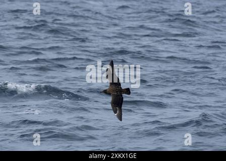 Super Skua - im Flug über Wellen Stockfoto