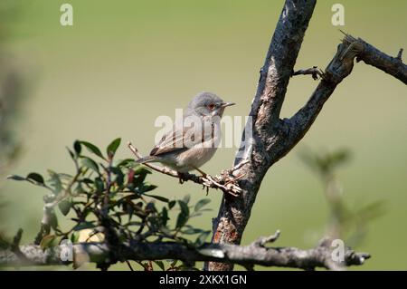 Subalpine Warbler - östliche Rasse, Erwachsene weiblich Stockfoto