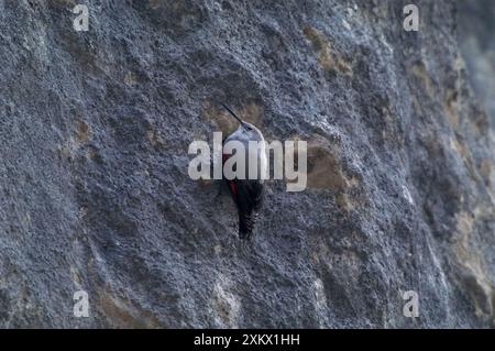 Wandkriechgang – weiblich Stockfoto