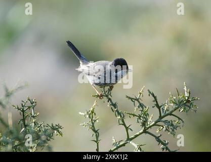 Cyprus Warbler - Erwachsener männlich stehend. März Stockfoto