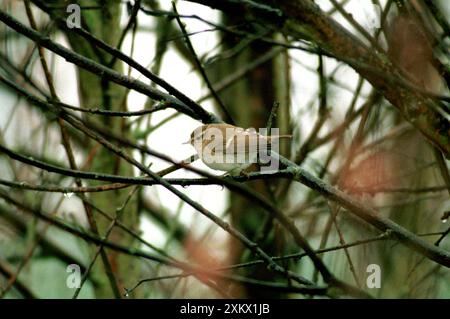 Humes Gelbbrauen / Humes Leaf Warbler Stockfoto