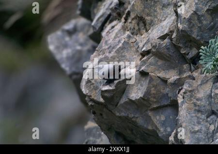 Wandkriechgang – weiblich Stockfoto
