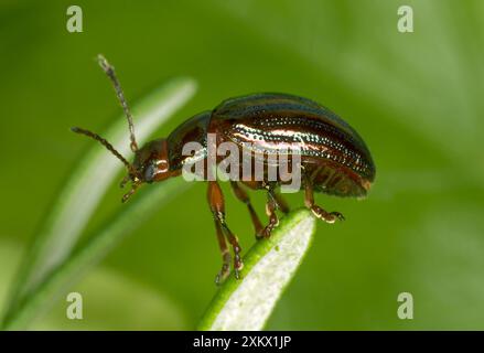 Erwachsener ROSMARINKÄFER - auf Rosmarinblatt. Stockfoto