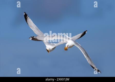 Erwachsene Heringsmöwen - im Flug um Brot kämpfen Stockfoto