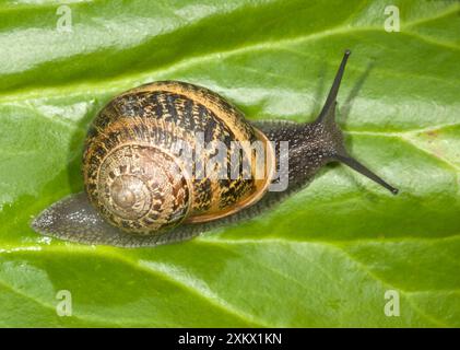 Braune Gartenschnecke - krabbelt über das Blatt Stockfoto