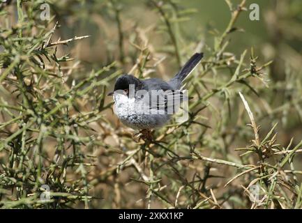 Cyprus Warbler - Erwachsener männlich stehend. März Stockfoto