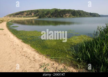 Eutrophierung - Algenblüte am Süßwassersee. Stockfoto