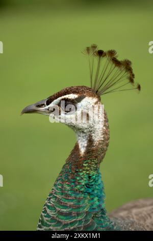 Pfau / Pfauze - Kopf der Frau / Pfauze Stockfoto