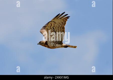 Kurzzehenadler – Erwachsener auf Migration Stockfoto