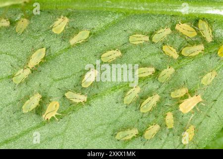 Pfirsichkartoffel BLATTLAUS / gemeine Greenfly - große Gruppe Stockfoto