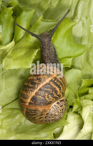 Braune Gartenschnecke - Krabbeln auf Salat Stockfoto