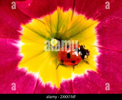 Marienkäfer mit sieben Flecken - auf Primula-Blume Stockfoto