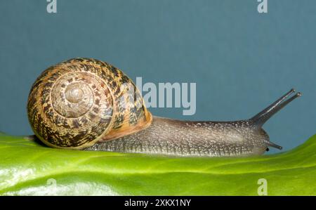 Braune Gartenschnecke - krabbelt über das Blatt Stockfoto