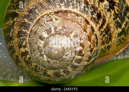 Brown Common Garden Snail - Nahaufnahme der Muschelvorführung Stockfoto