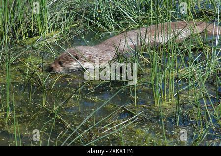 Europäische OTTER - Futtersuche in Flachwasser Stockfoto