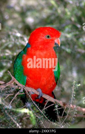 Australischer King-Paprot männlich Stockfoto