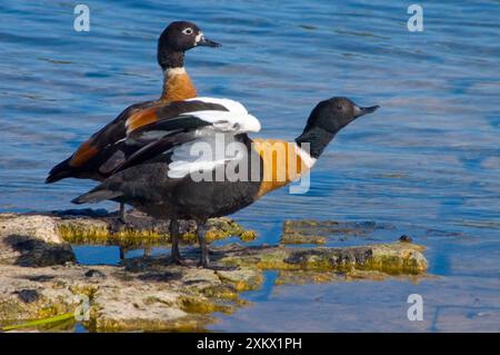 Australische Schutzente, männliche Streckflügel, weibliche Hinterhand Stockfoto