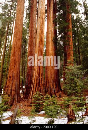 RIESENMAMMUTBAUM / Wellingtonia / Sierra Mammutbaum Stockfoto