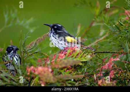 New Holland Honeyeater auf Grevillea Busch Stockfoto